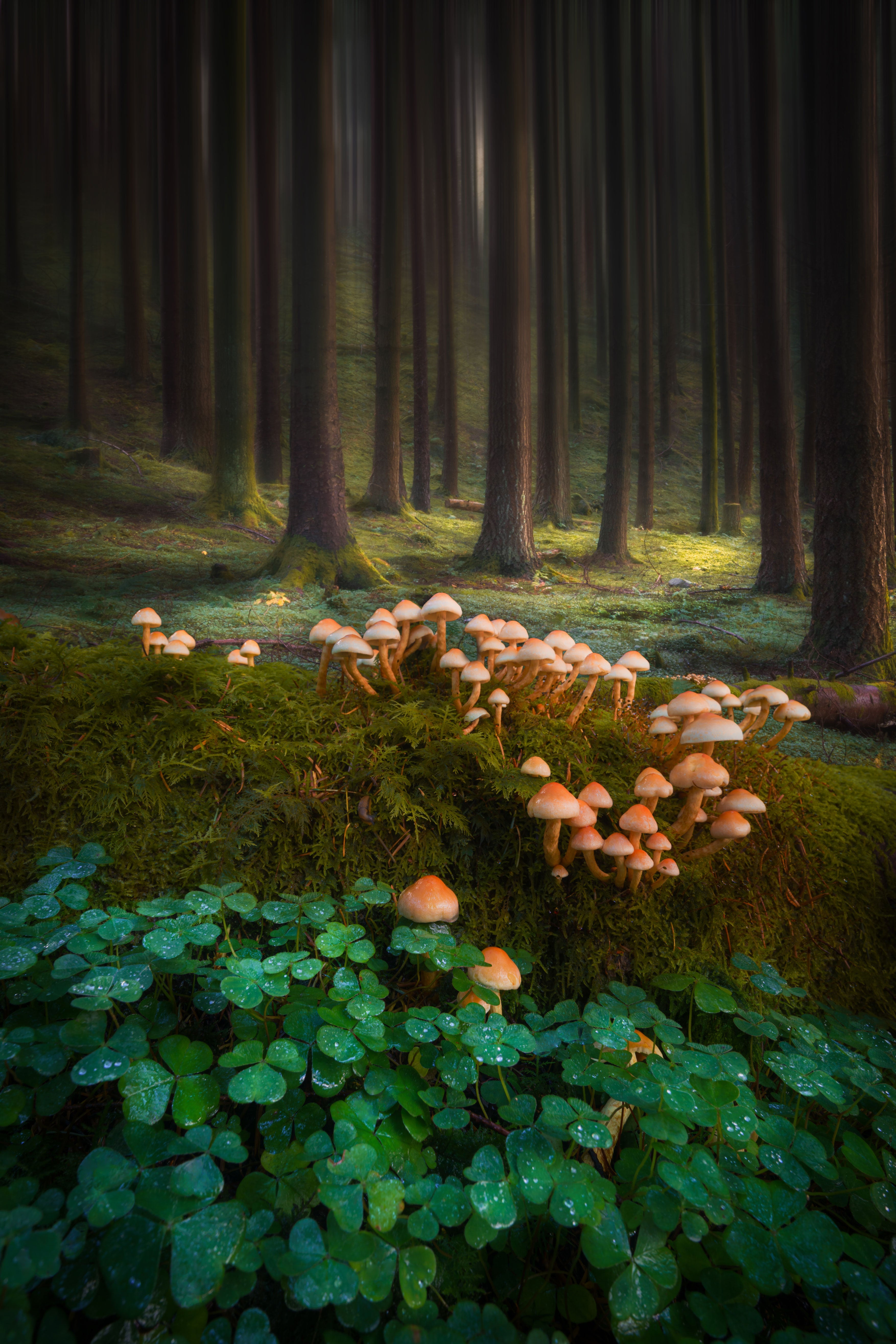Mushrooms & Wood Sorrel