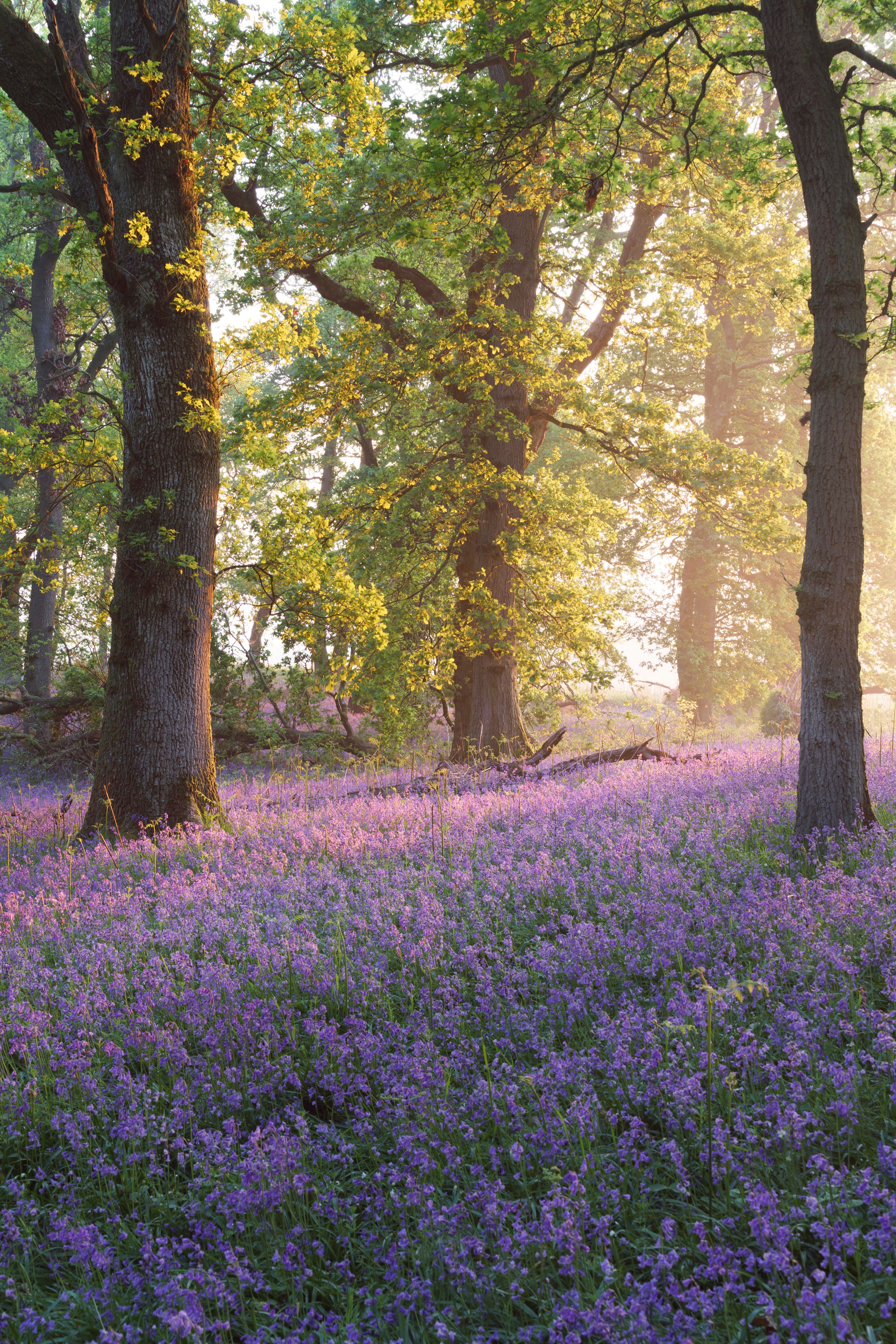 Kinclaven Woods - Morning Radiance
