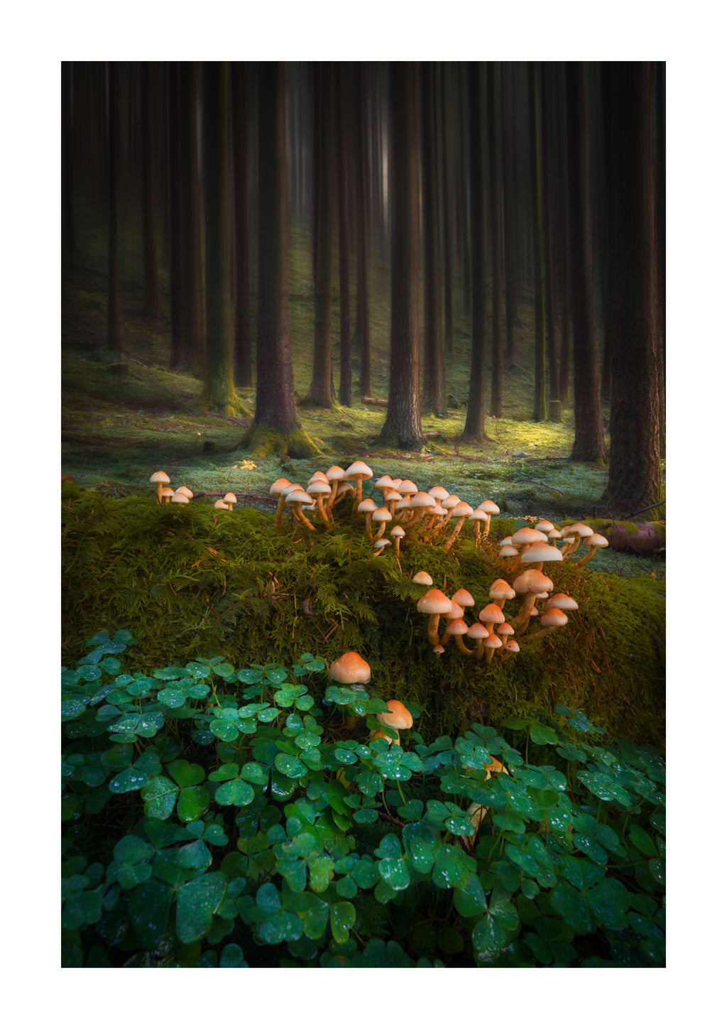 Mushrooms &amp; Wood Sorrel