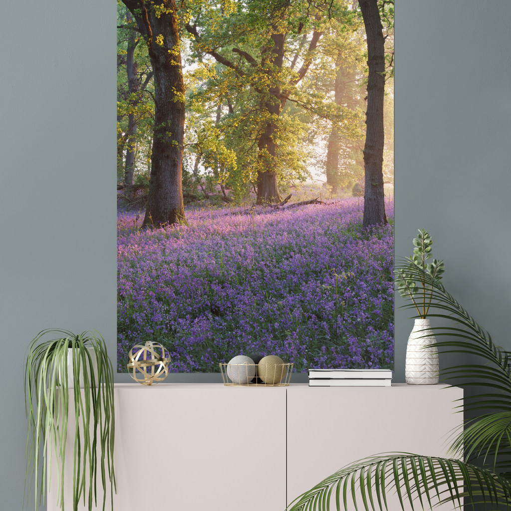 Kinclaven Woods - Morning Radiance